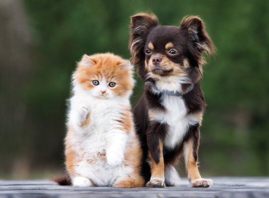 adorable-kitten-and-chihuahua-dog-together